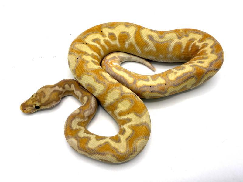 Banana Hurricane Spotnose Yellowbelly Clown