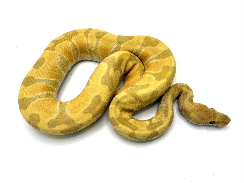 toffeeblkenchi24-818f