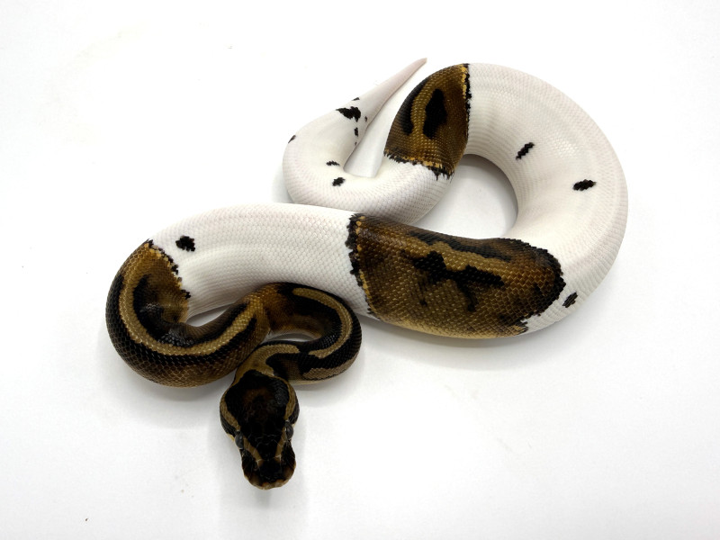 albinopied25-337f-a