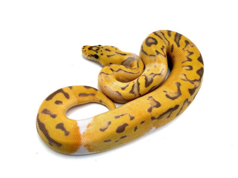 Pastel Ultramel Clown Pied