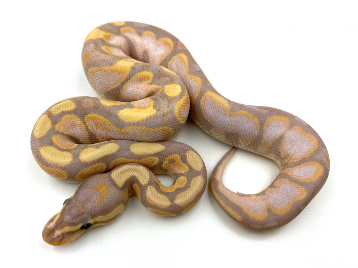 banana calico snake