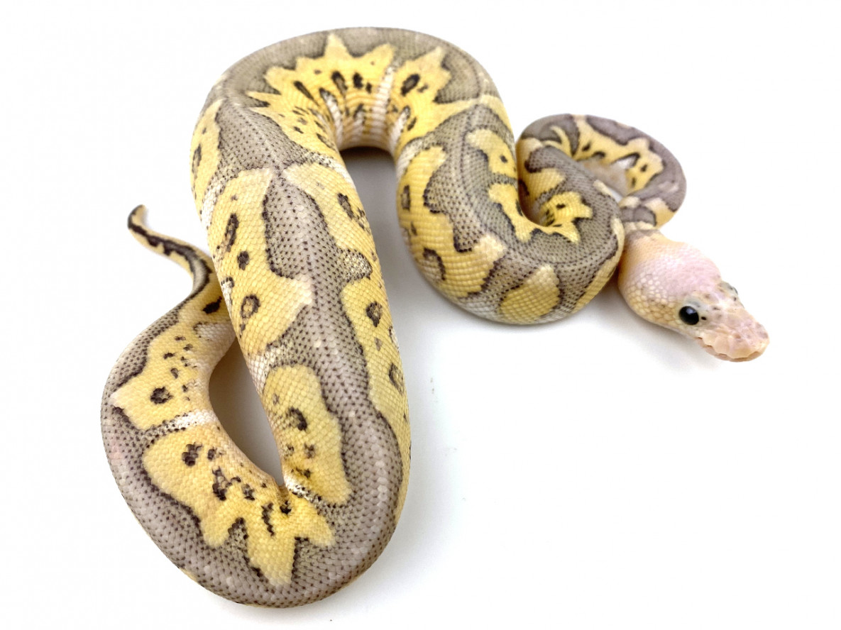 Ball Python Genetics | Royal Constrictor Designs