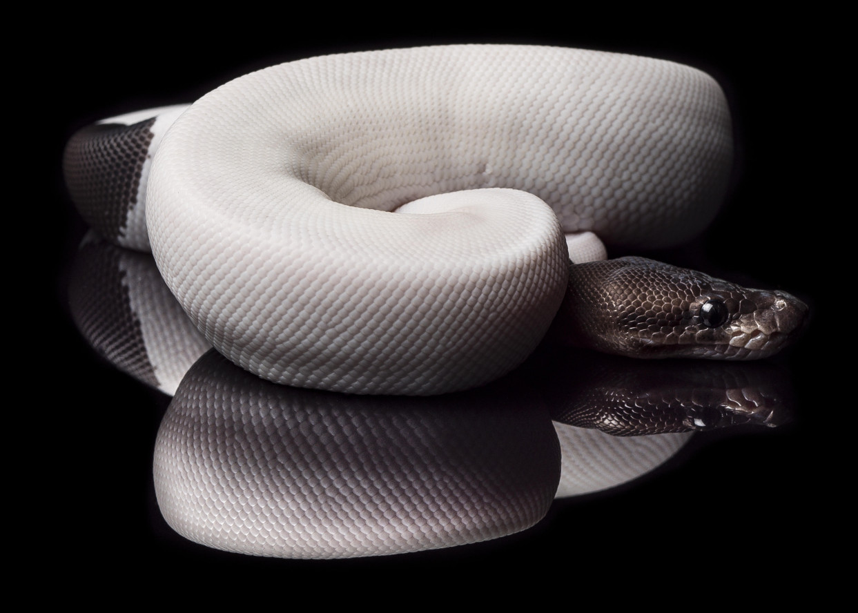 panda pied ball python