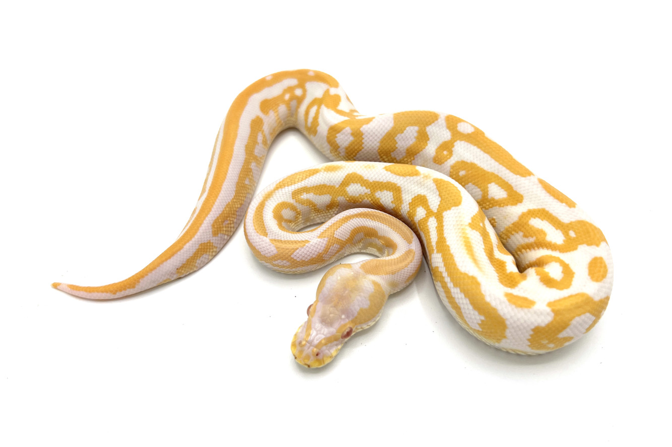 Albino Black Pastel Leopard | Royal Constrictor Designs