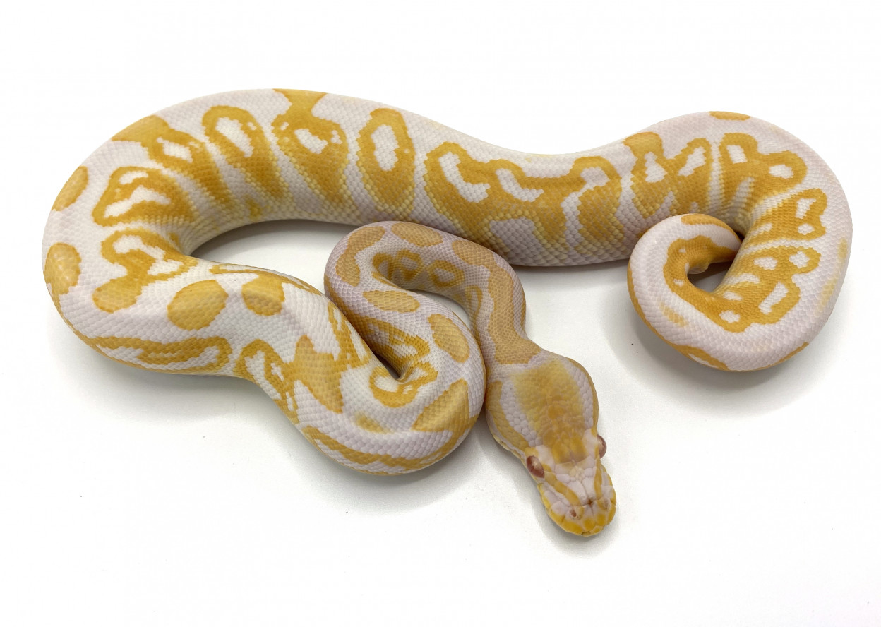 Albino Black Pastel | Royal Constrictor Designs