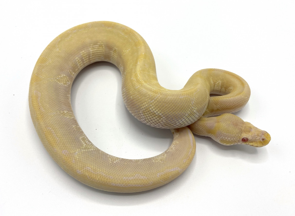 Albino Bamboo Pastel | Royal Constrictor Designs