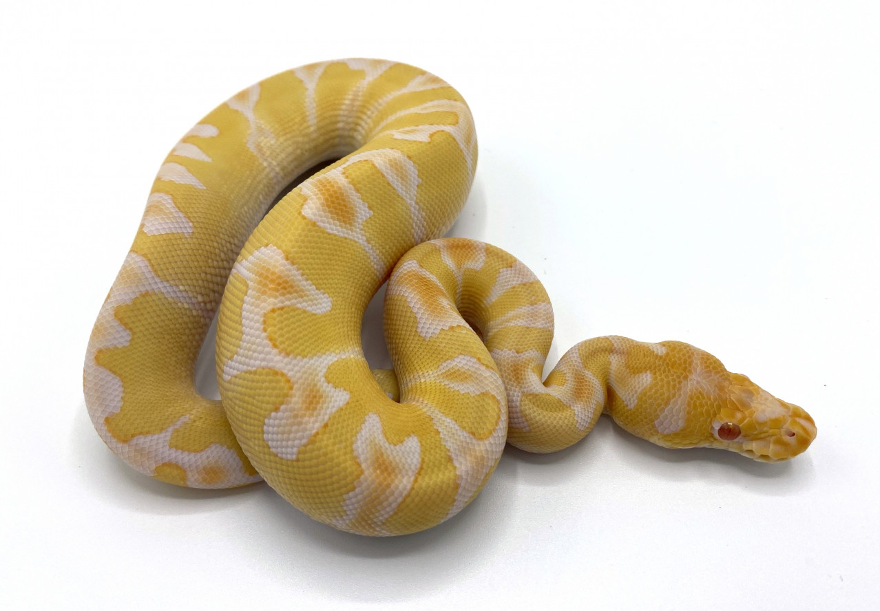 Albino Clown | Royal Constrictor Designs