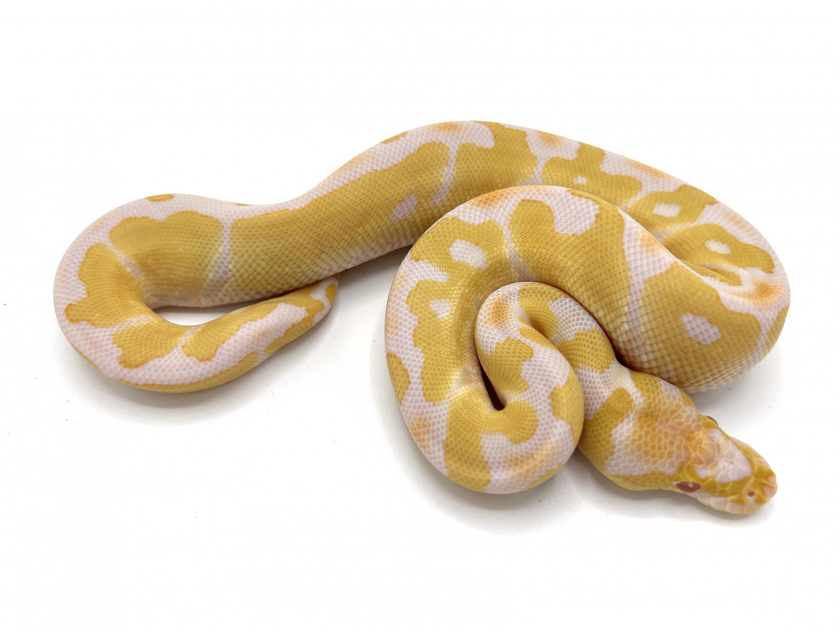 Toffino clown royal constrictor designs