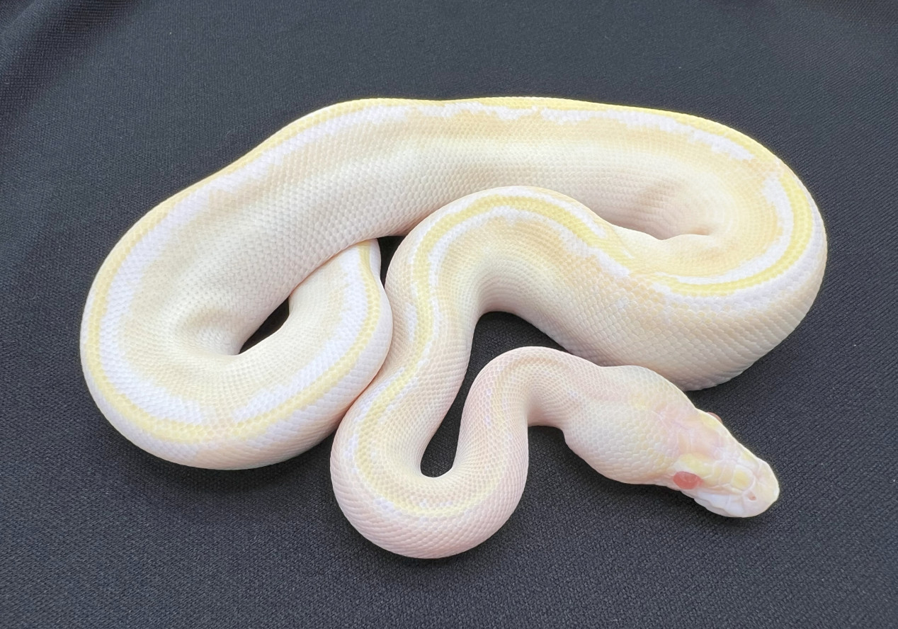 Albino Ivory | Royal Constrictor Designs