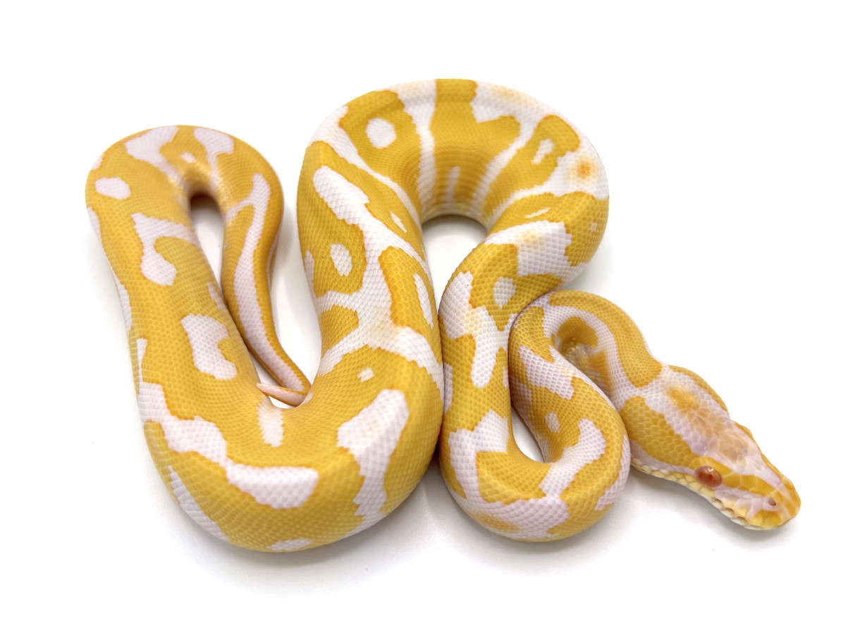 Albino Leopard | Royal Constrictor Designs