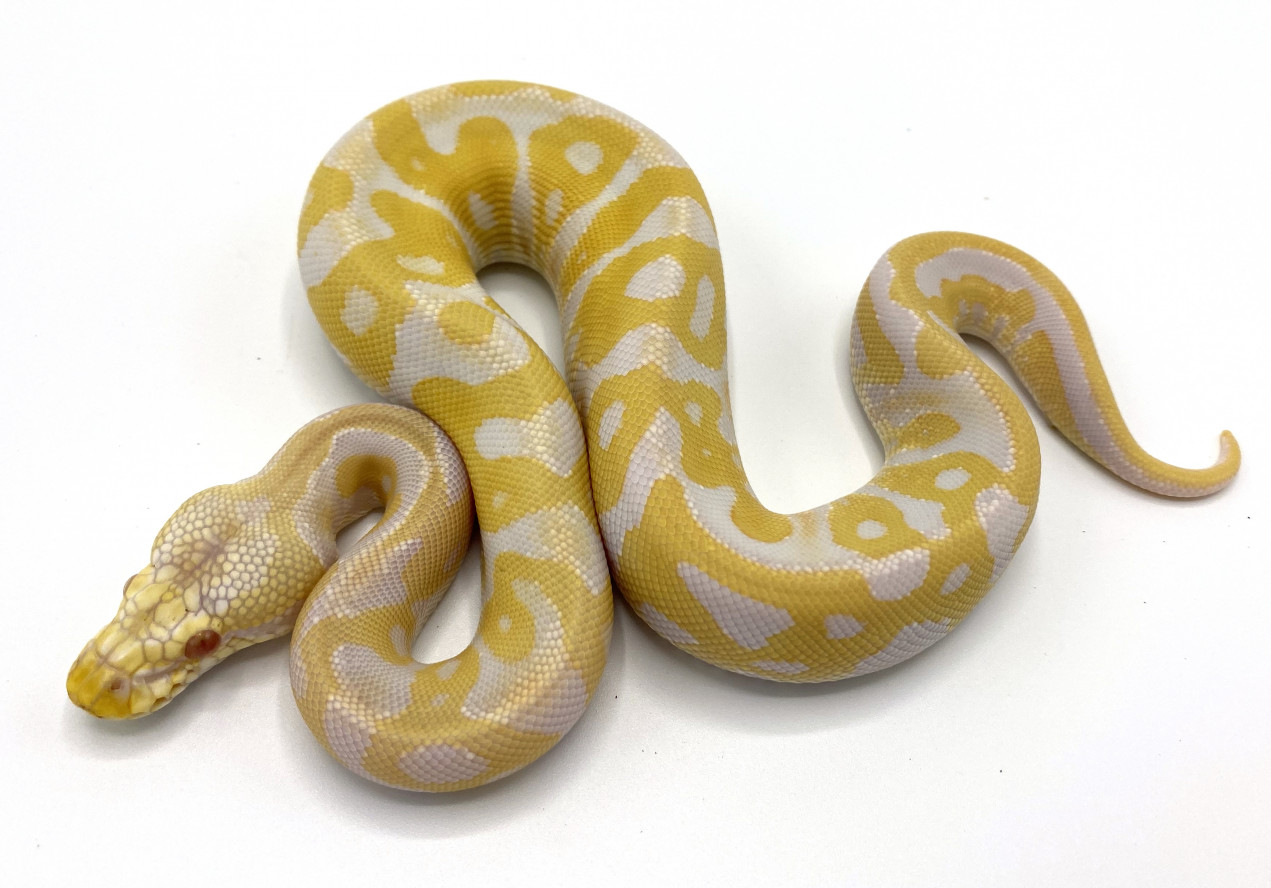 Albino Pastel Leopard | Royal Constrictor Designs