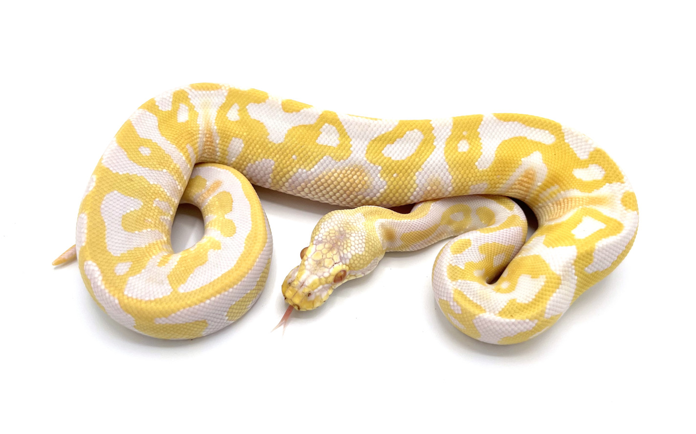 Albino Pastel Leopard | Royal Constrictor Designs