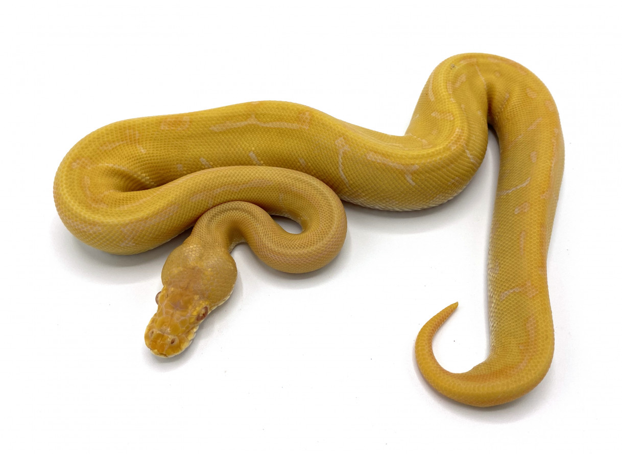 ALBINO APPLAUSI 
ワイン色 レザーファー付モッズコート Pastel VPI Axanthic Tri-Het Clown Pied Lavender Albino