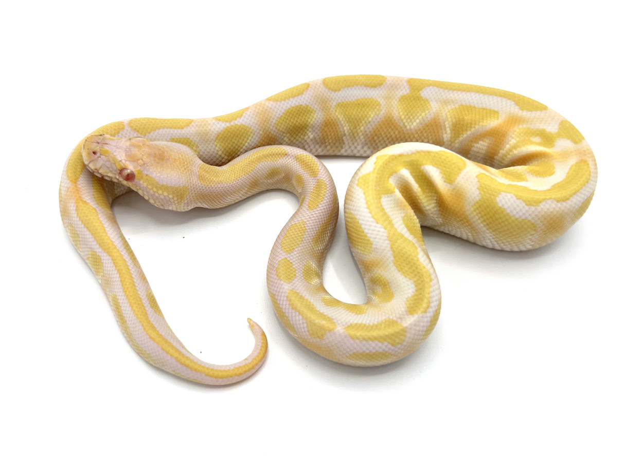 Albino Mojave | Royal Constrictor Designs