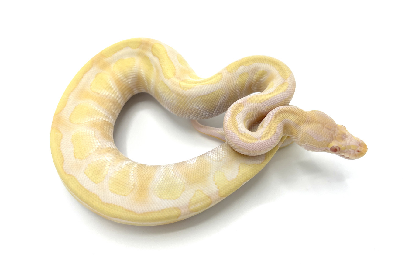 Albino Mojave | Royal Constrictor Designs