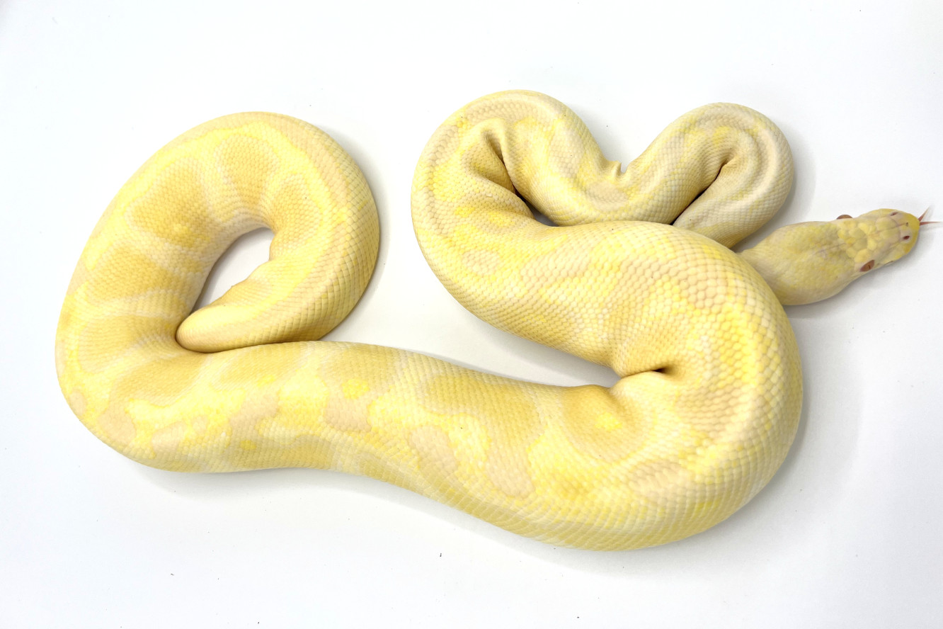 Albino Pastel Breeder | Royal Constrictor Designs