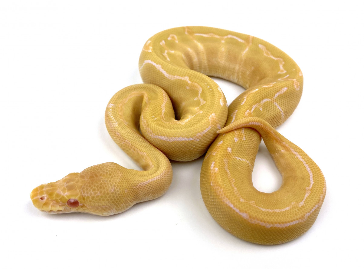 Albino Pinstripe 100% Het Pied | Royal Constrictor Designs