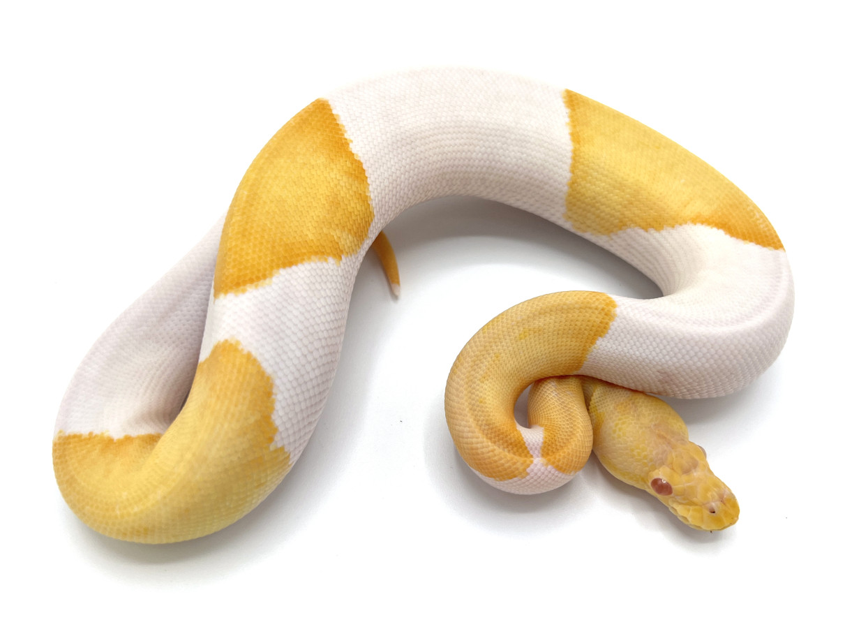 Pinstripe Albino Pied | Royal Constrictor Designs