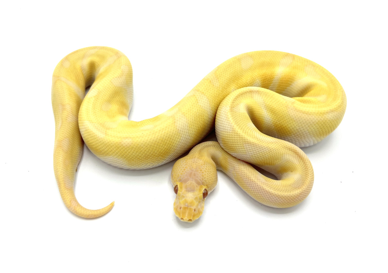 Super Enchi Albino | Royal Constrictor Designs