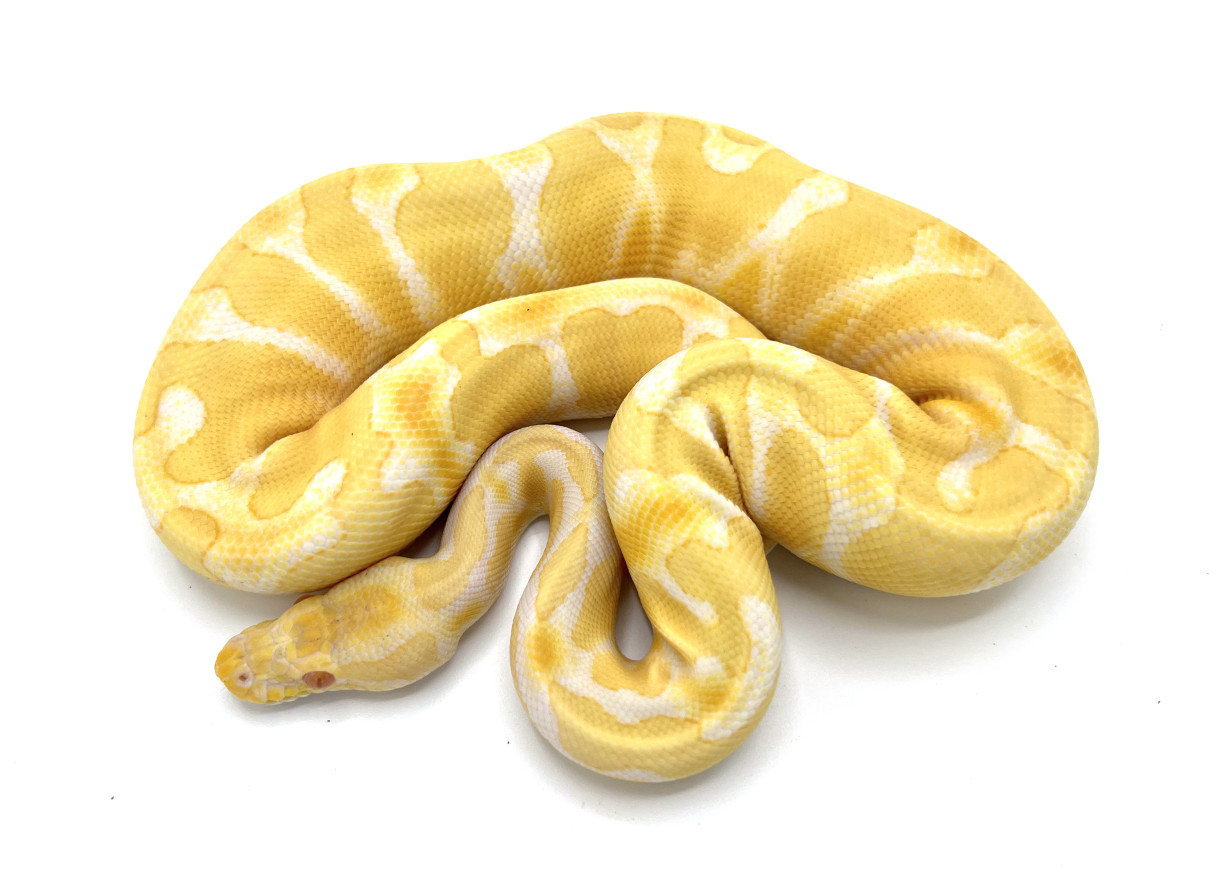 Albino Yellowbelly | Royal Constrictor Designs