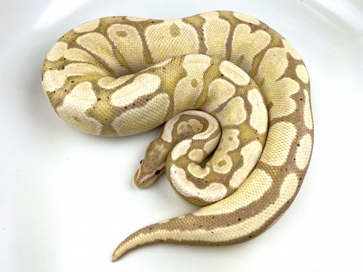 Banana | Royal Constrictor Designs