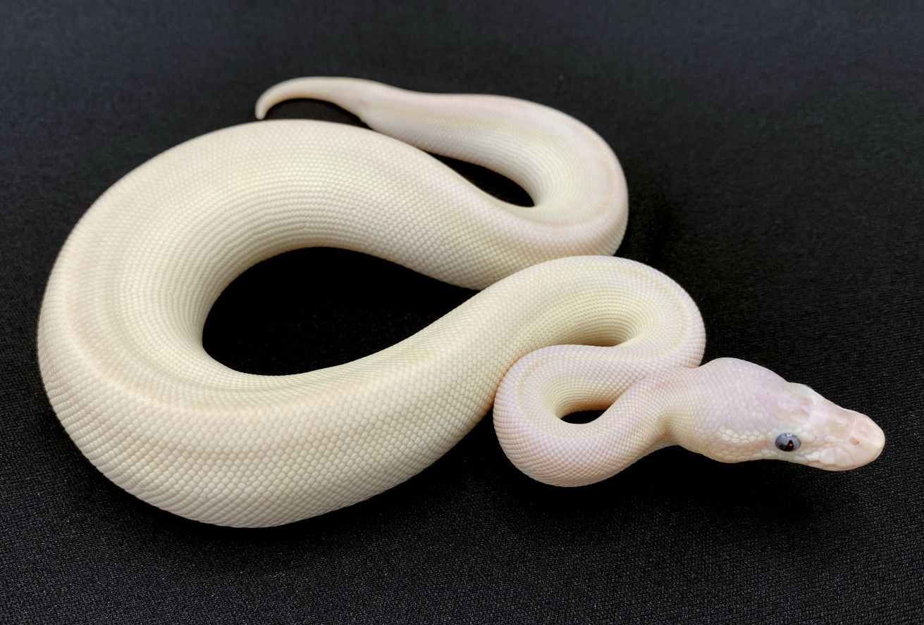 Blue Eyed Leucistic | Royal Constrictor Designs