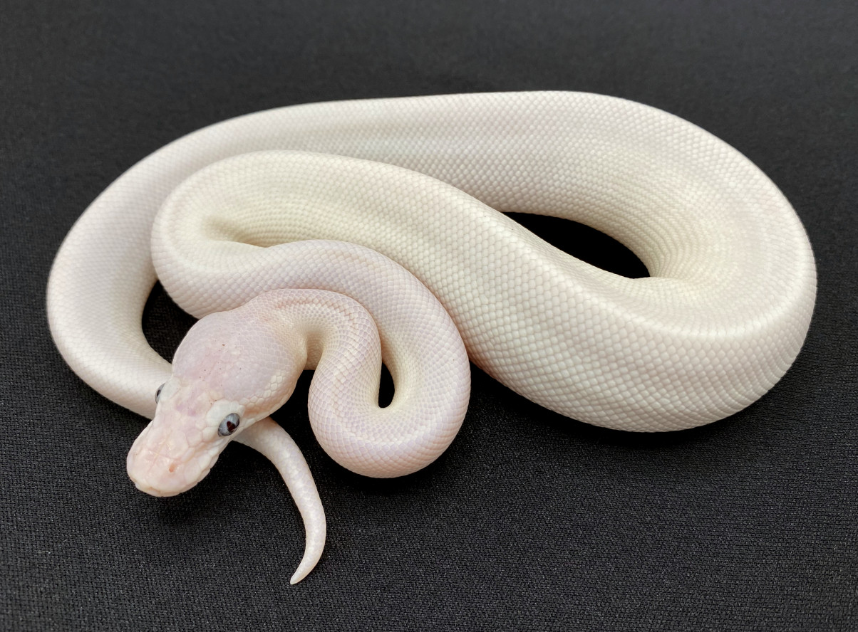 Rare, leucistic white snake with blue eyes found in Mississippi