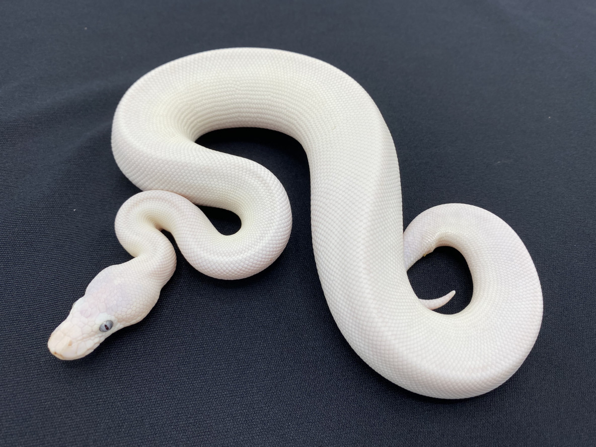 Leucistic Ball Python   Bel21 549m 