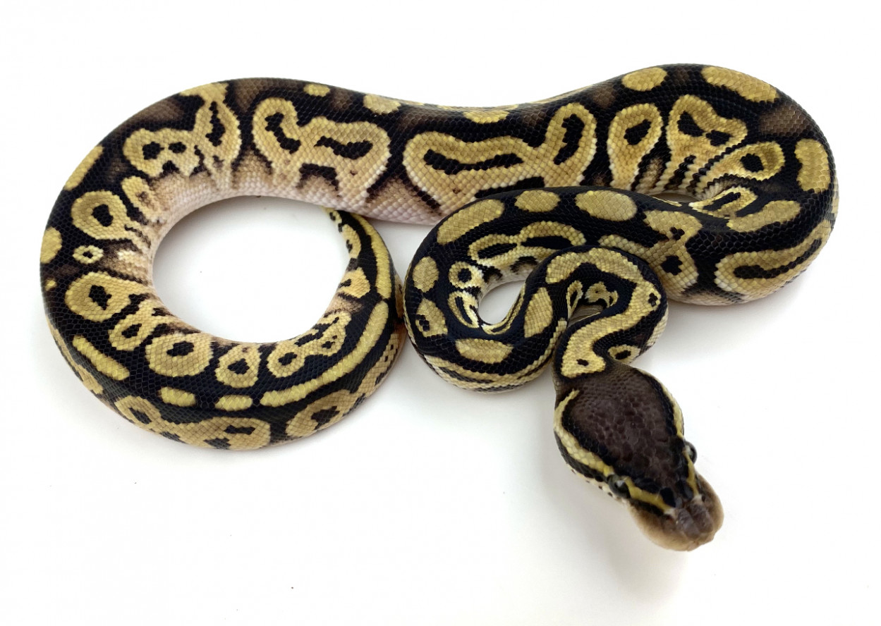 Pastel Bongo 100% Het Clown | Royal Constrictor Designs