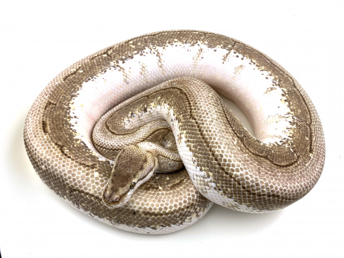 Butter Spinner Breeder | Royal Constrictor Designs