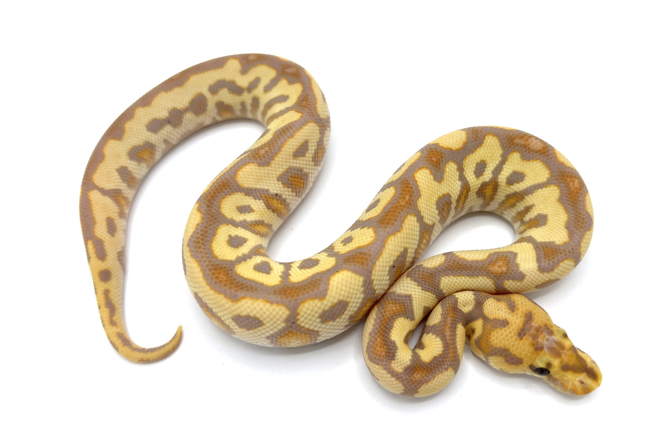 Banana Spotnose Yellowbelly Clown | Royal Constrictor Designs