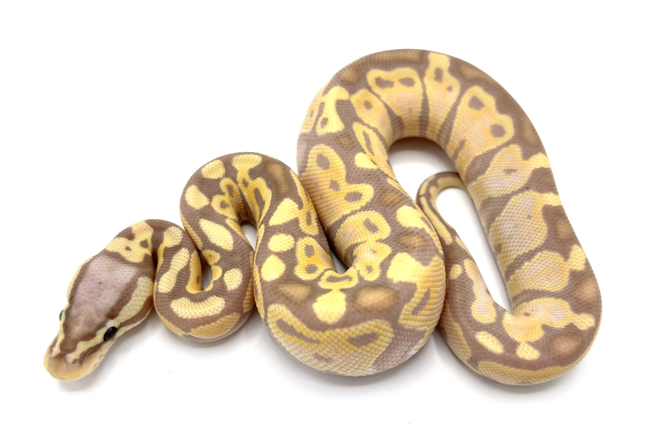 Pastel Banana 100% Het Clown | Royal Constrictor Designs