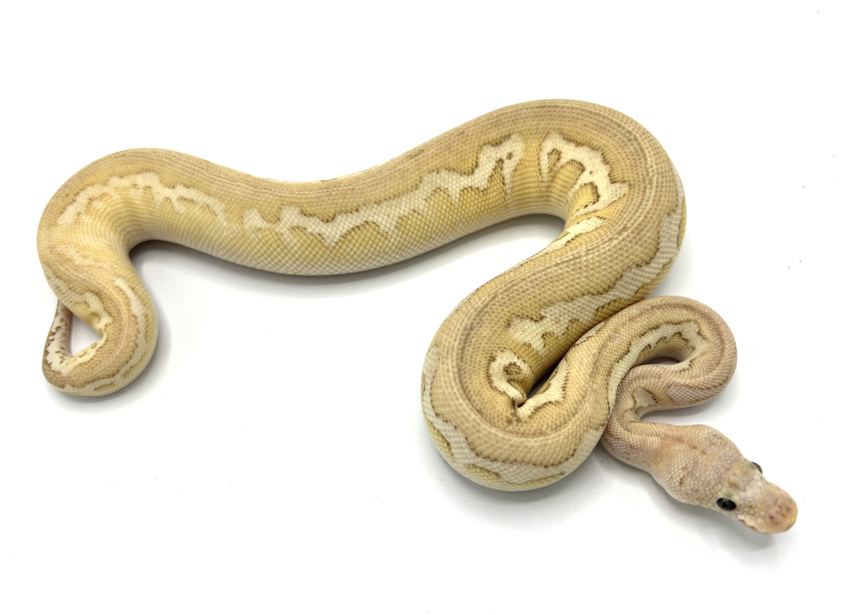 Pewter (Black Pastel) Lesser Yellowbelly Clown | Royal Constrictor