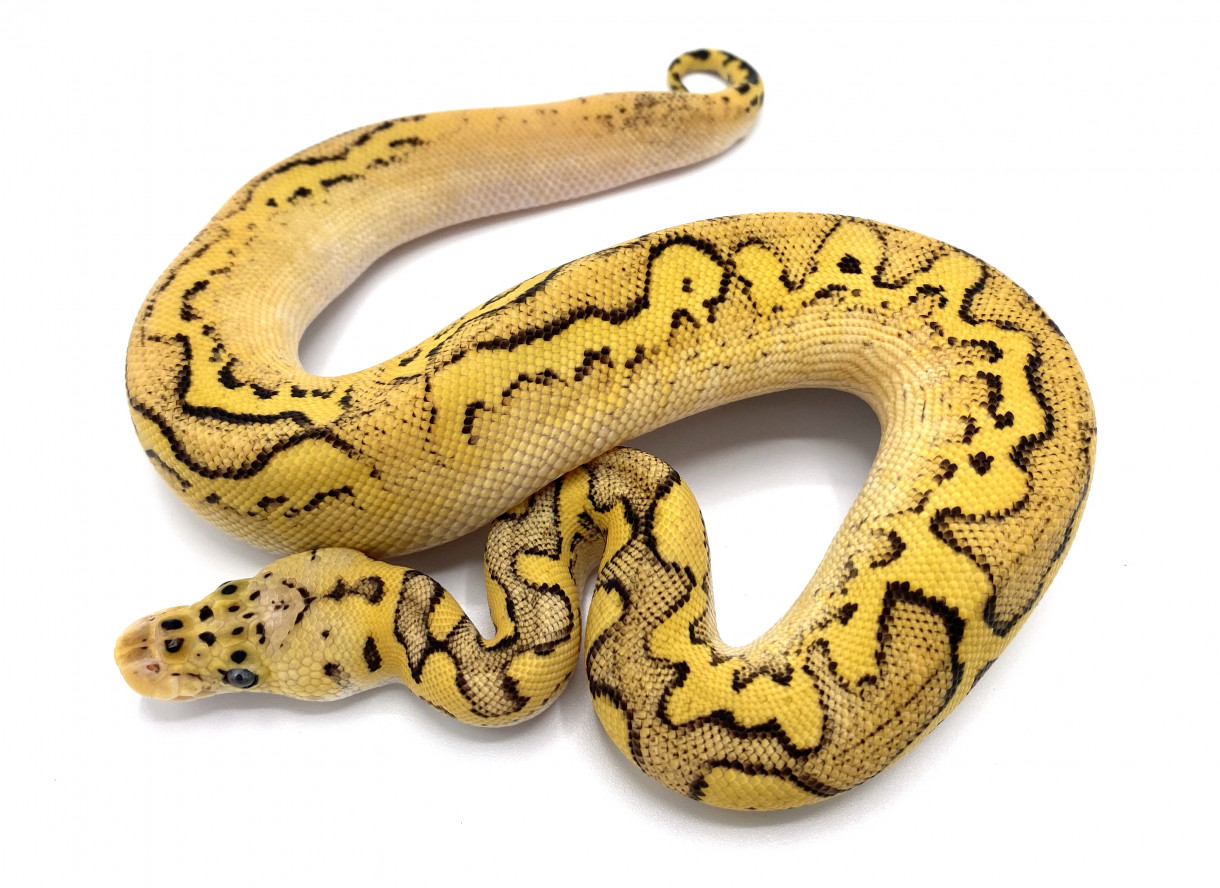 Pastel Calico Yellowbelly Clown | Royal Constrictor Designs