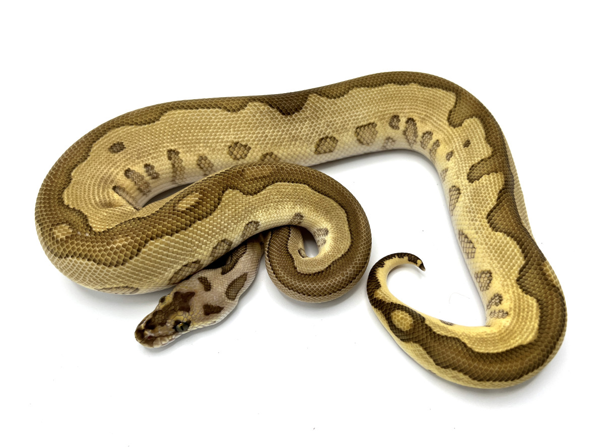 Butter Carnivore Clown Royal Constrictor Designs butter-carnivore-clown-royal-constrictor-designs