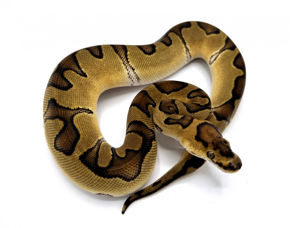 Enchi Clown 