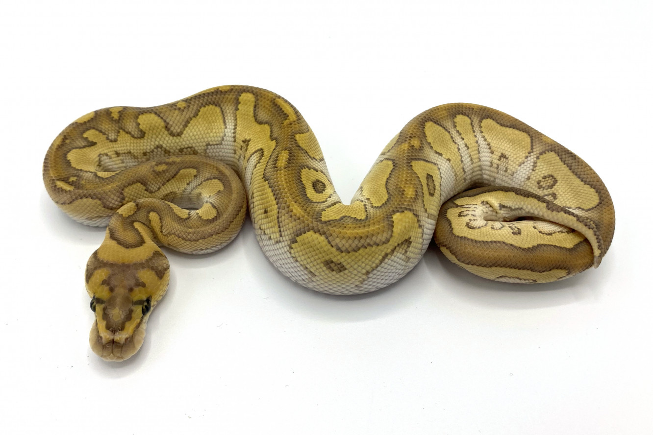 Lesser Clown 100% Het Hypo | Royal Constrictor Designs