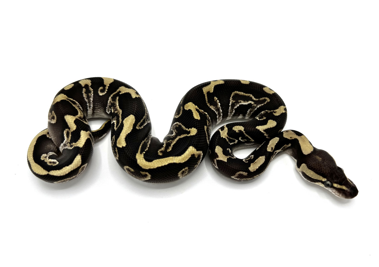 BALL PYTHON, PASTEL LEOPARD SPOTNOSE CYPRESS YB HET CLOWN