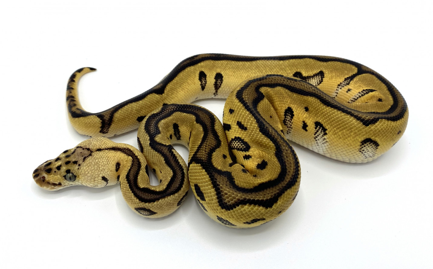 Pastel Leopard Clown | Royal Constrictor Designs