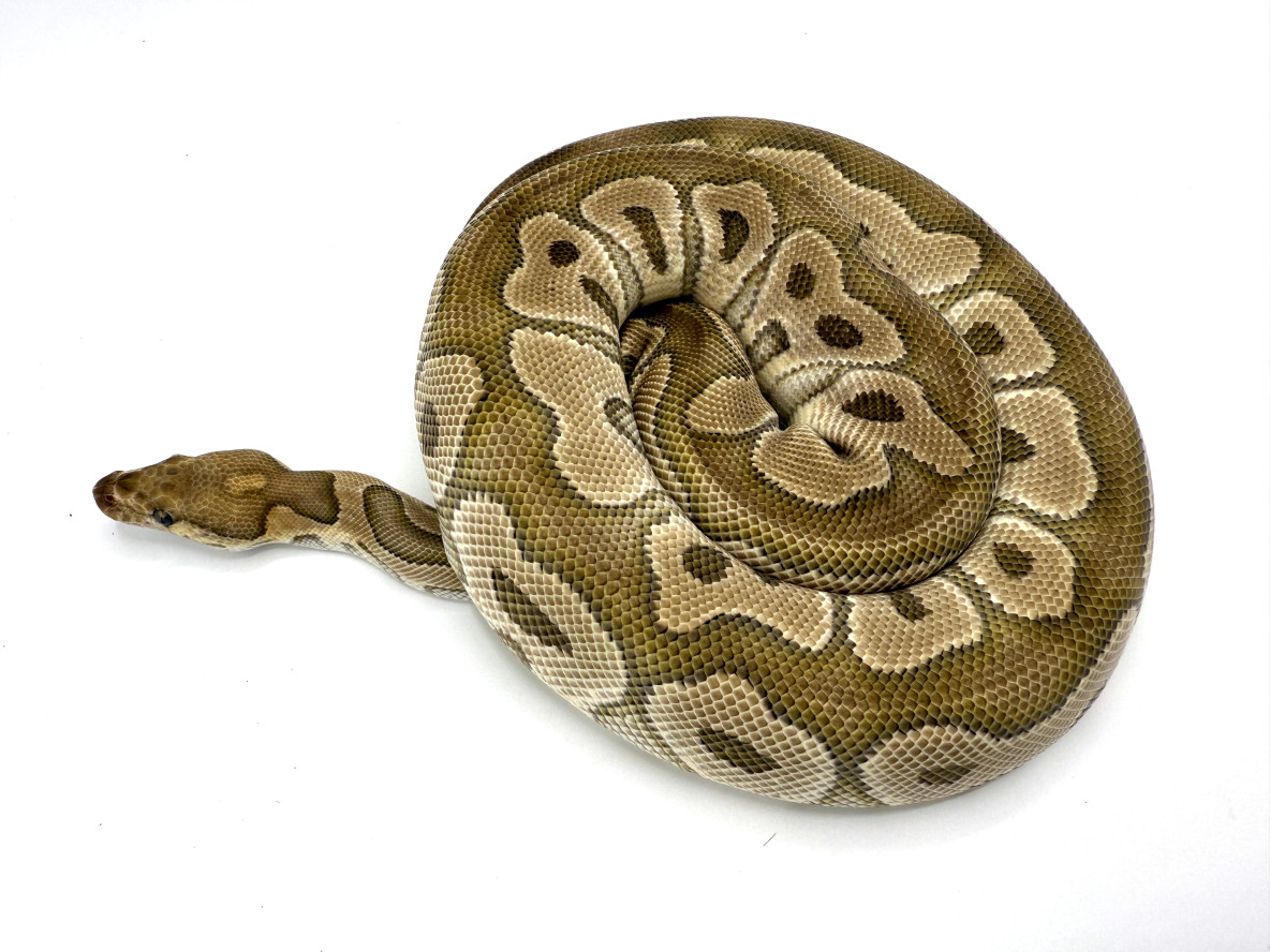 【IFSIXWASNINE】POISONOUS SNAKE Python LSC A grisly end for the world's biggest snake.