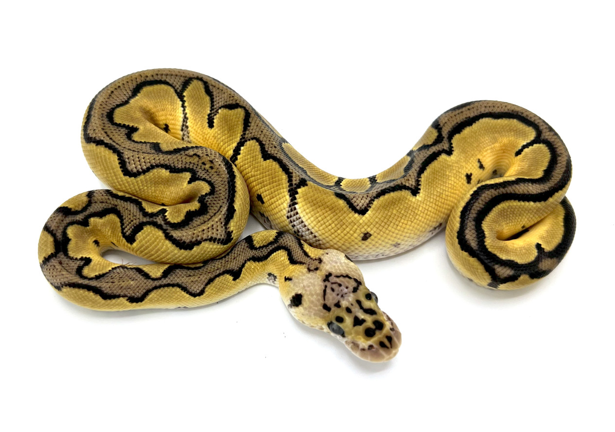 Pastel Clown | Royal Constrictor Designs