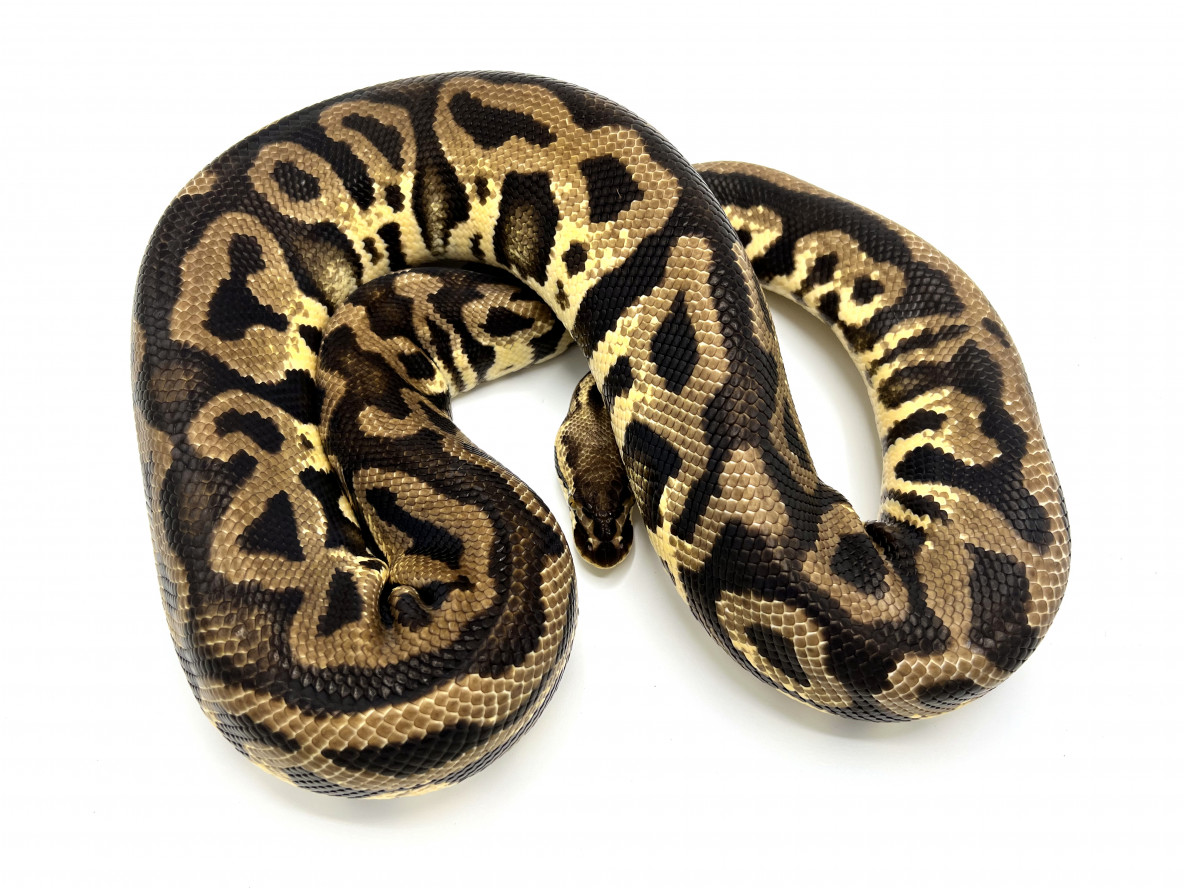 ●ONE BRILLIANT● ChaviOB462Leopard Chavi-OB462-Leopard Pastel Leopard Yellowbelly 100% Het Clown Breeder | Royal