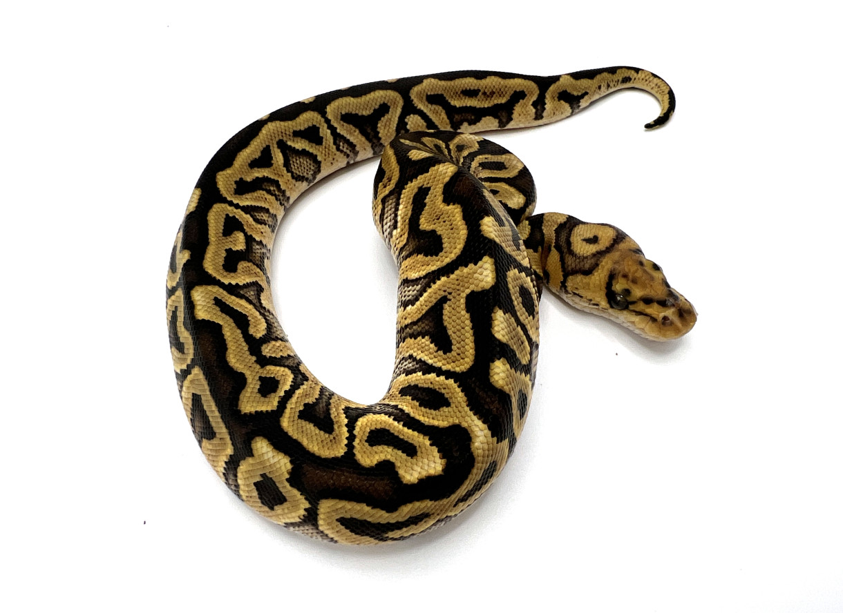 GHI Spotnose Clown | Royal Constrictor Designs