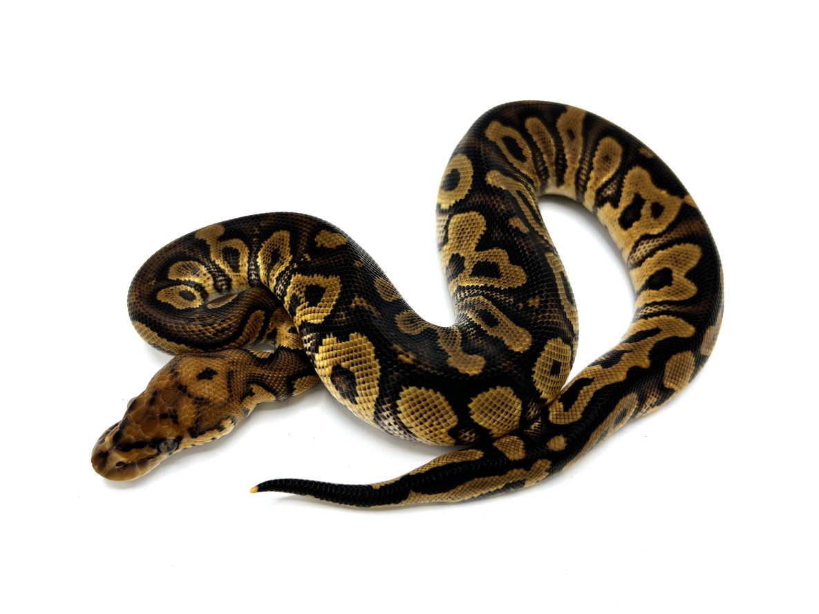 Stranger Clown 50% Possible Het Hypo | Royal Constrictor Designs Stranger Clown 50% Possible Het Hypo | Royal Constrictor Designs