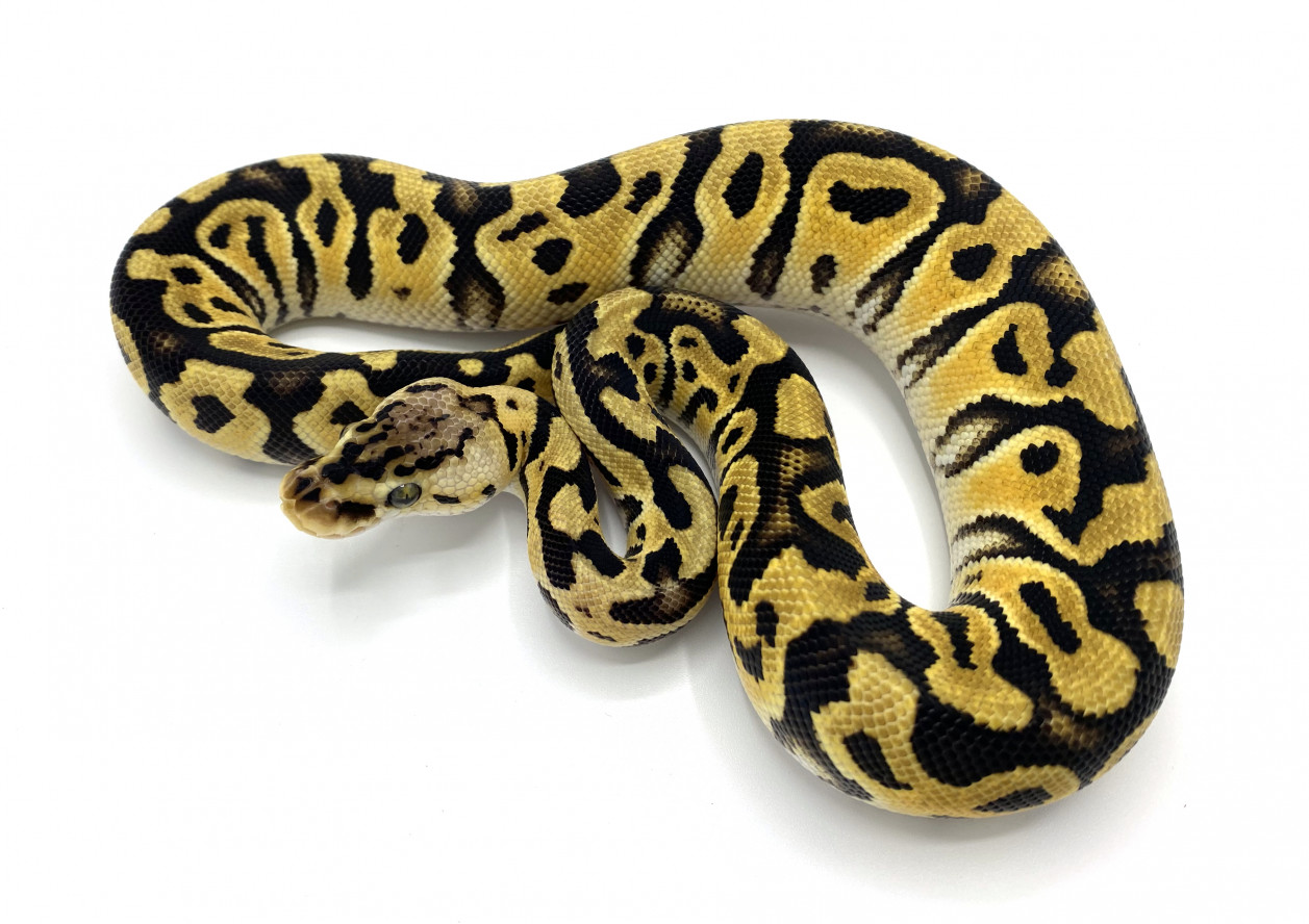 Pastel Crypton or Cryptic | Royal Constrictor Designs