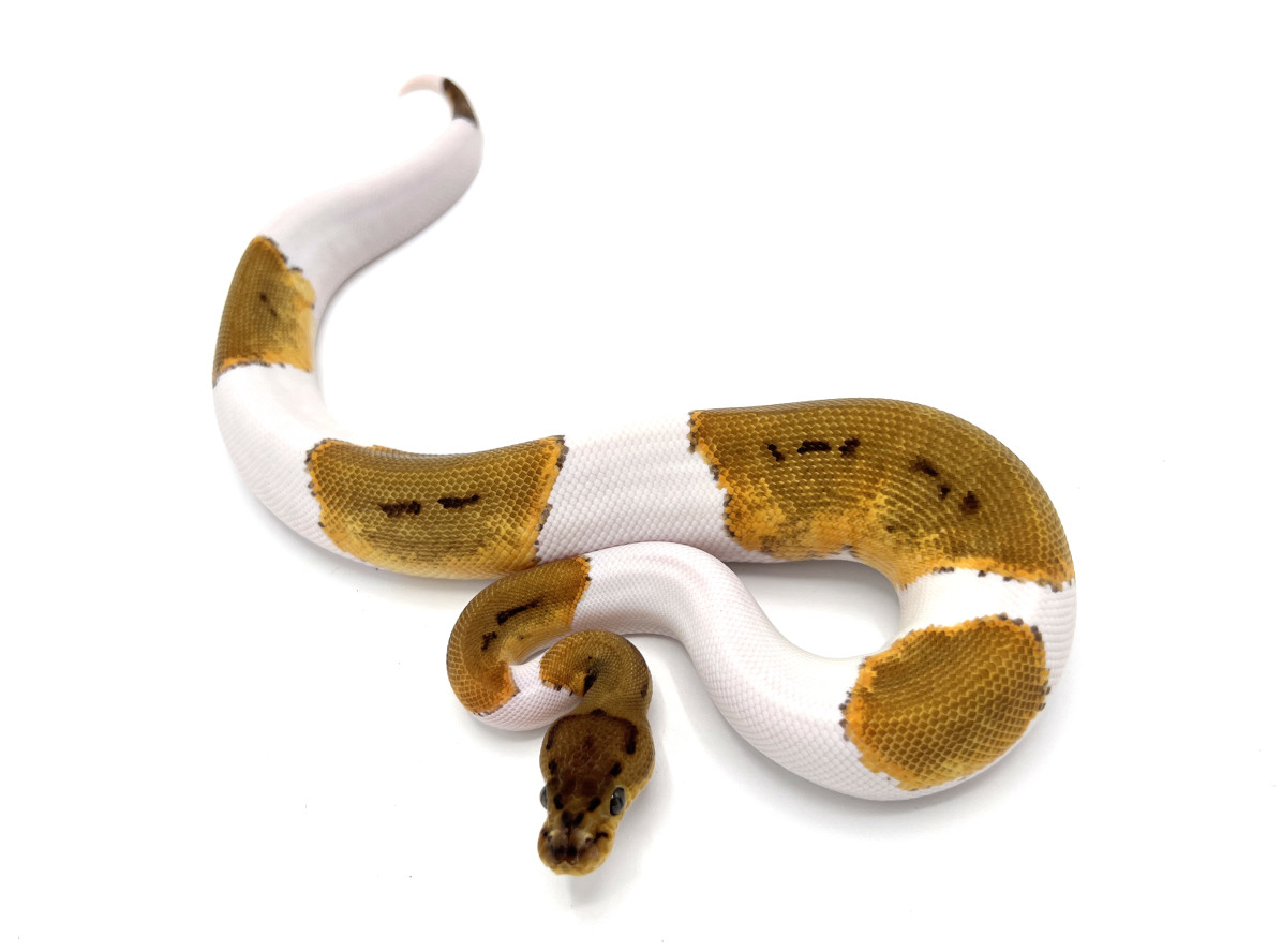 Orange Dream Pinstripe Crypton Pied | Royal Constrictor Designs