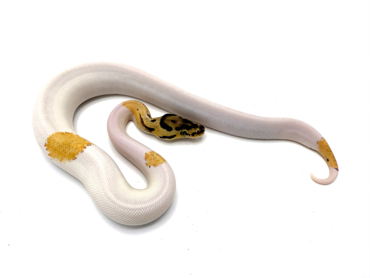 Orange Dream Yellowbelly Pastel Crypton Pied | Royal Constrictor