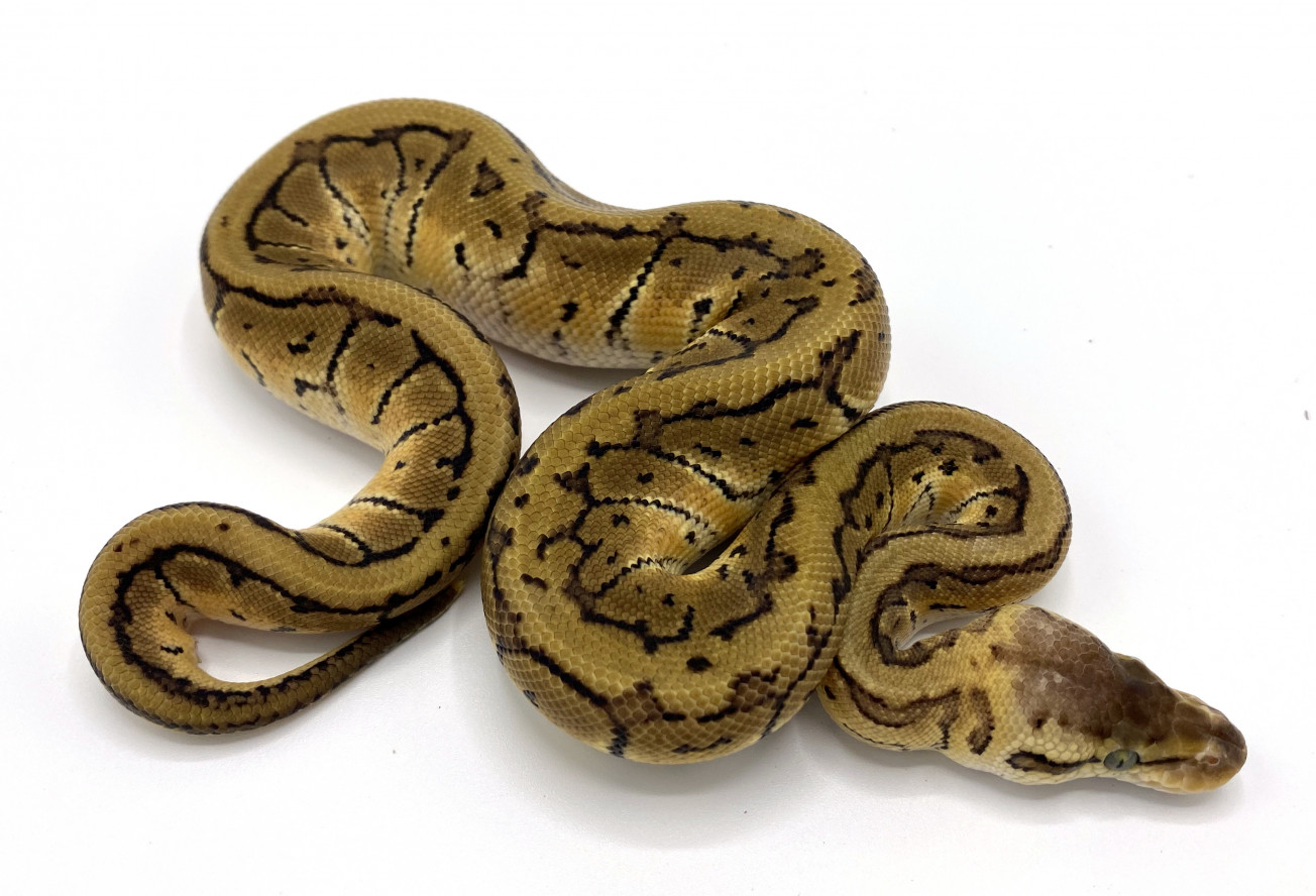 Lemonblast 100% Double Het Desert Ghost Clown | Royal Constrictor Designs