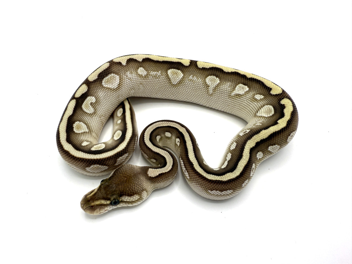 人気アイテム Stripe G DH 100% Cypress Lesser Clown Constrictor Royal | トップス