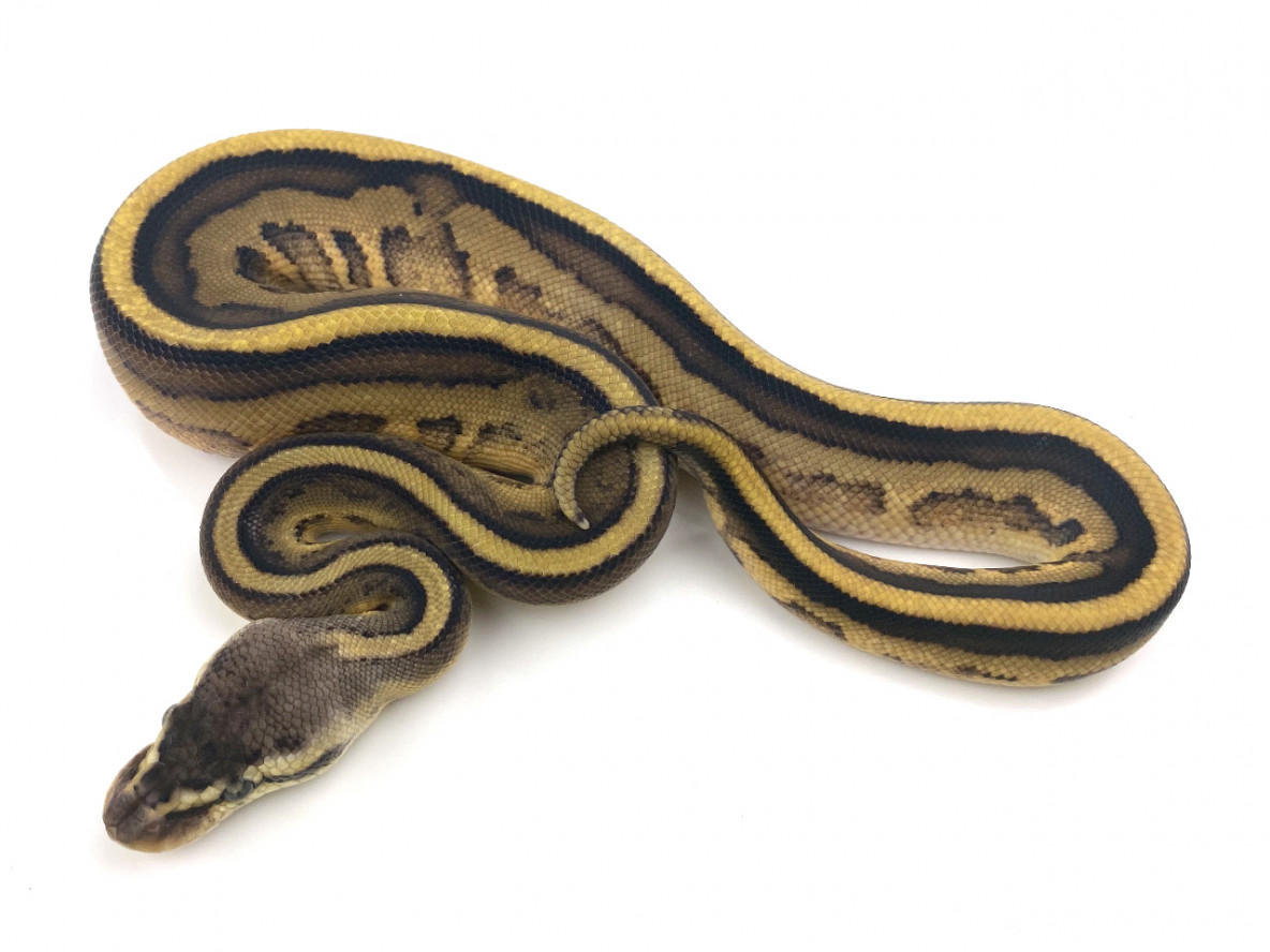 Pastel Leopard Genetic Stripe | Royal Constrictor Designs